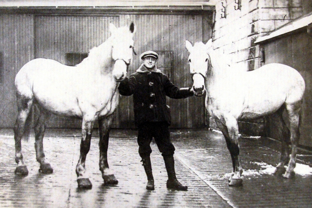 Louis J. Leyes with draft horses, 1913
